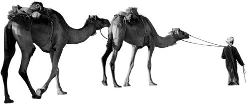camel at the desert safari camp